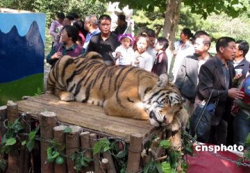 武汉动物园收老虎尿保存 专家称虎尿药用不可信