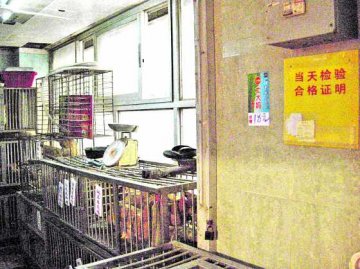 珠H7N9检出率高达四成