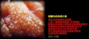 两性探索：热辐摄影记录人类性爱全过程