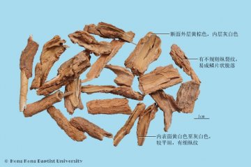 地骨皮（Digupi）中药材鉴别照片