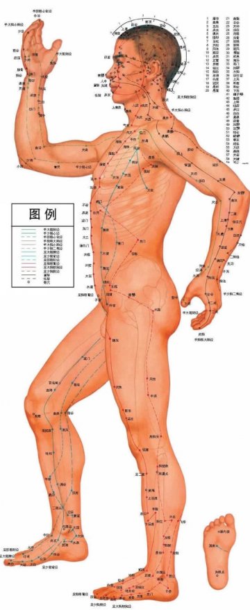 标准人体经络穴位图-侧面