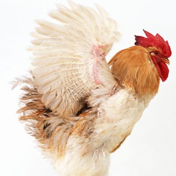 H7N9具大爆发潜力