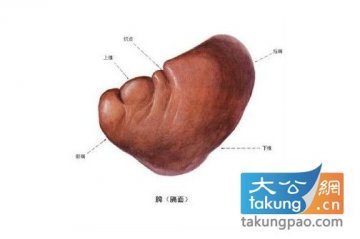 人体26个最奇妙的事实