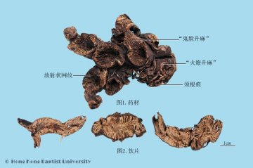 升麻（Shengma）中药材鉴别照片