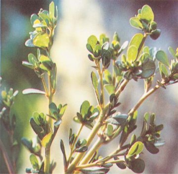 春夏养生指南：6种最有营养的蔬菜