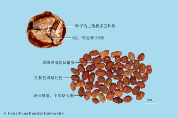 红豆蔻（Hongdoukou）中药材鉴别照片