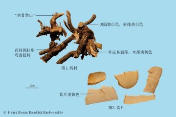 常山（Changshan）中药材鉴别照片