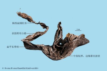 昆布（Kunbu）中药材鉴别照片