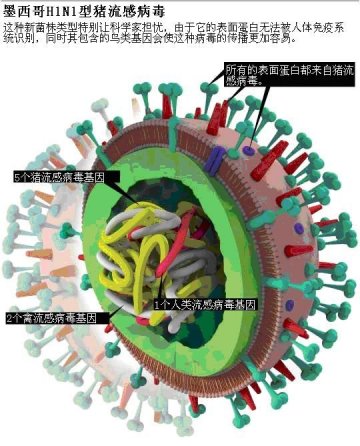 甲型H1N1流感：一次可以预见的爆发？