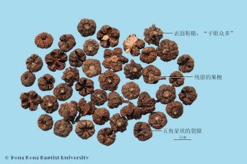 吴茱萸（Wuzhuyu）中药材鉴别相册