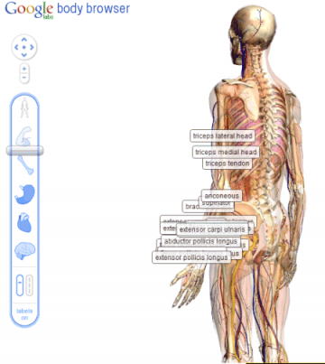Google用WebGL展示Body Browser 带您探索人体