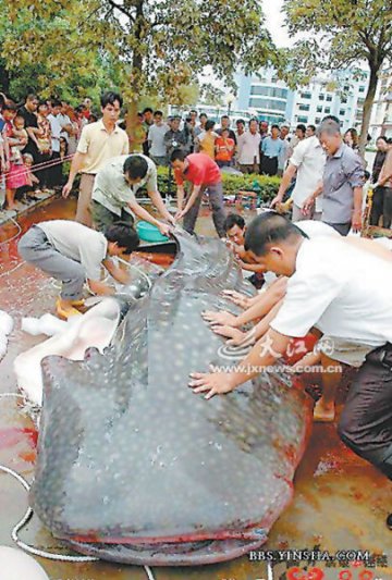 调查称水库食人鱼图片系鲸鲨解剖图拼接
