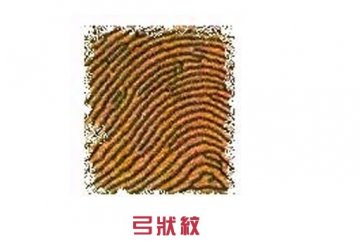 指纹竟决定你的爱情