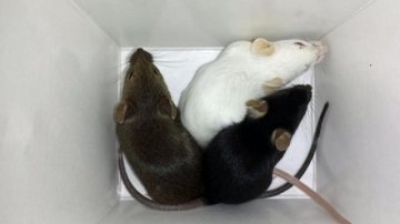 为什么需要遗传多样性？能对抗疾病感染