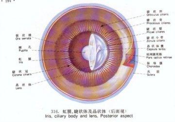 虹膜、睫状体及晶状体（后面观）