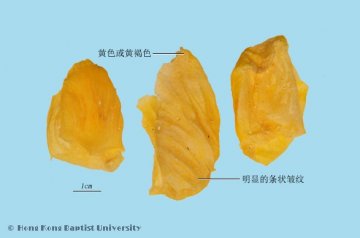 鸡内金（Jineijin）中药材鉴别照片
