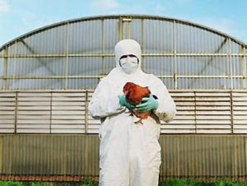 荷兰中部一养鸡场出现H5N8型禽流感疫情
