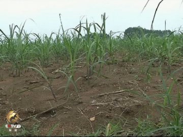 央视曝谷歌药肥含氯离子烧死甘蔗 公司称是天气旱