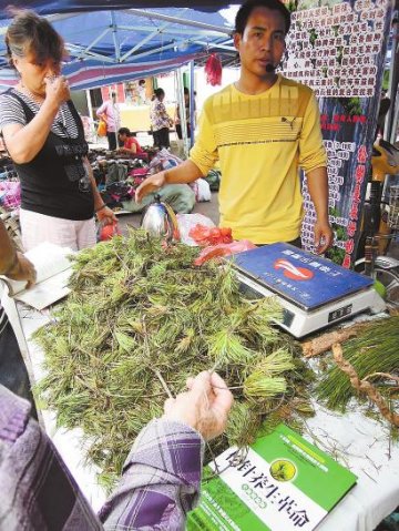 松叶泡茶百病不侵？专家：长期食用反伤肠胃