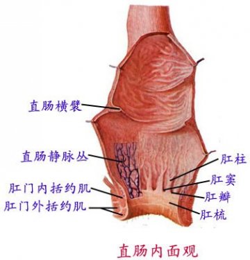 直肠内面观