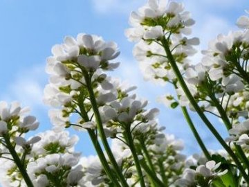 Science：破解植物何时开花