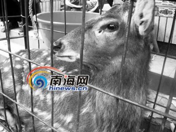 男子当街摆出活体梅花鹿叫卖鹿胶