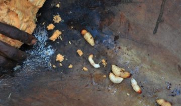 你无法想象的非洲食物