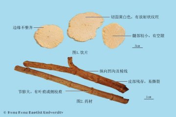川木通（Chuanmutong）中药材鉴别照片