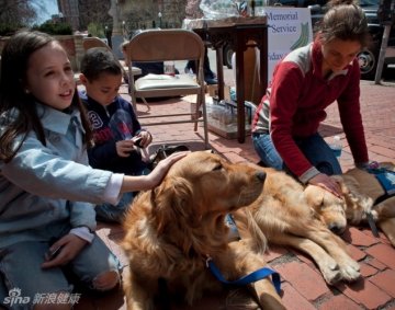 9.小女孩抚摸金毛犬