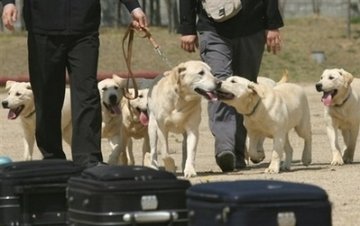 韩国首批克隆警犬今年上岗 天生聪明好驯养