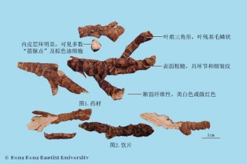 石菖蒲（Shichangpu）中药材鉴别相册