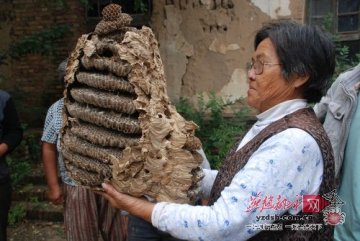 村民发现12层55厘米高大蜂窝