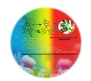 生物物理所在金属蛋白设计方面获得新成果