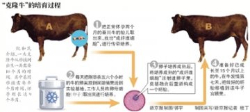 两头转基因“克隆牛”在京出生 喝进口奶粉