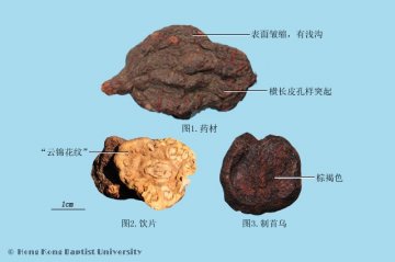 何首乌（Heshouwu）中药材鉴别照片