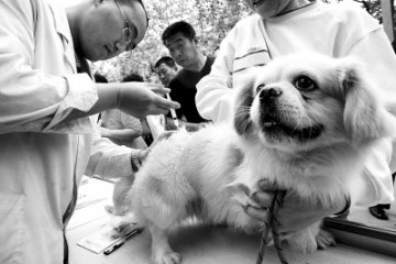 犬疫苗注射进社区