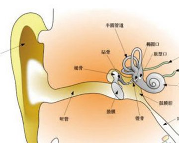 耳道毛细胞易受损难再生