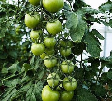 能吃死人的11种常见食物