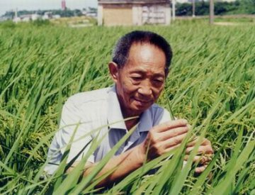 袁隆平的中国梦：花生粒大小的大米