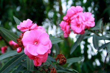 春季孕妇禁忌：谨记9种不能接触的花