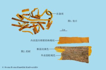 黄柏（Huangbai）中药材鉴别照片