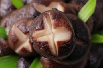 夏季养生食谱：鲜韭香菇