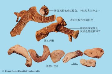 高良姜（Gaoliangjiang）中药材鉴别照片