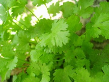 健康指南：中秋前后必吃九大养生菜 避免消化不良：韭菜和香菜