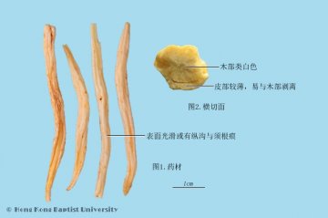 明党参（Mingdangshen）中药材鉴别照片
