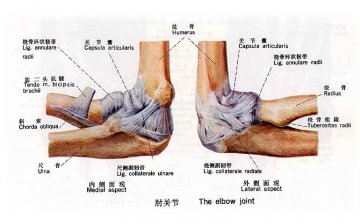 肘关节（内外侧面观）
