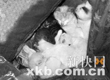 产崽母猫给老鼠喂奶