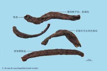 水蛭（Shuizhi）中药材鉴别照片