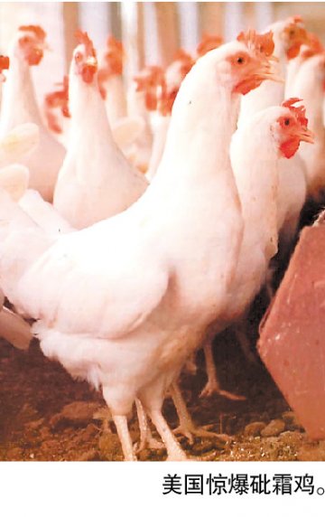 美现“砒霜鸡” 鸡肉含致癌物 养猪业也用