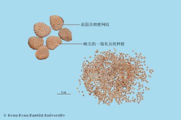 天仙子（Tianxianzi）中药材鉴别照片